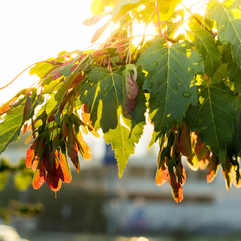 Silver Maple Tree