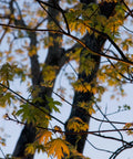 Silver Maple Tree