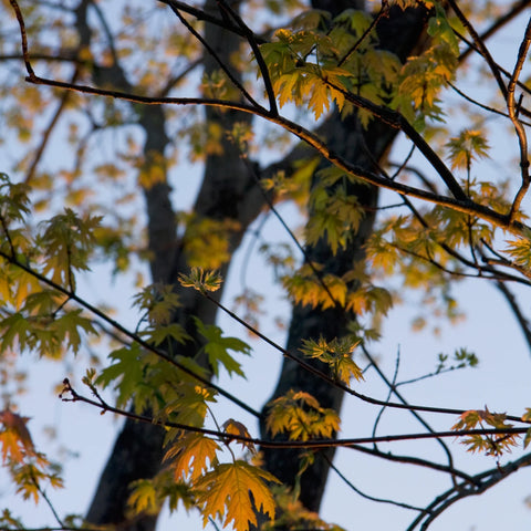 Silver Maple Tree