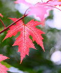 Silver Maple Tree