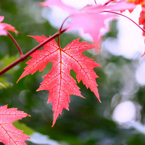 Silver Maple Tree