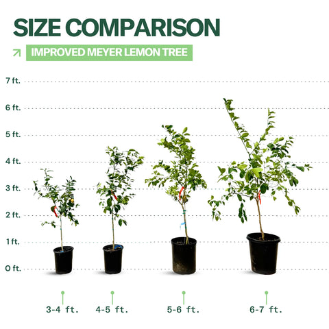 Improved Meyer Lemon Tree