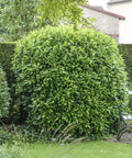 Skip Laurel Shrub