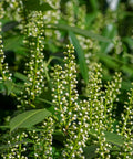 Skip Laurel Shrub