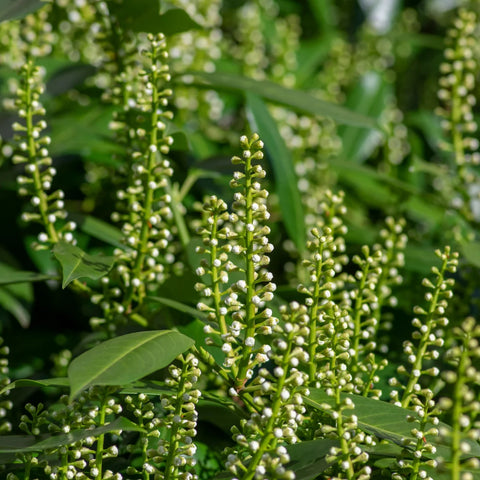 Skip Laurel Shrub