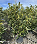 Skip Laurel Shrub