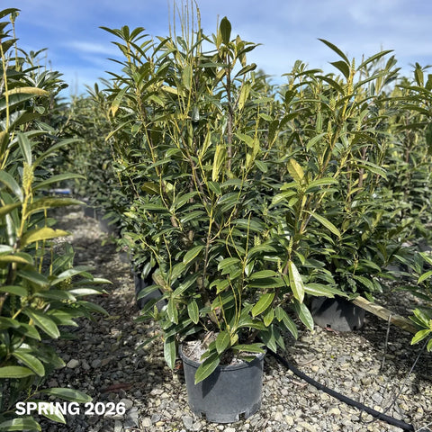 Skip Laurel Shrub