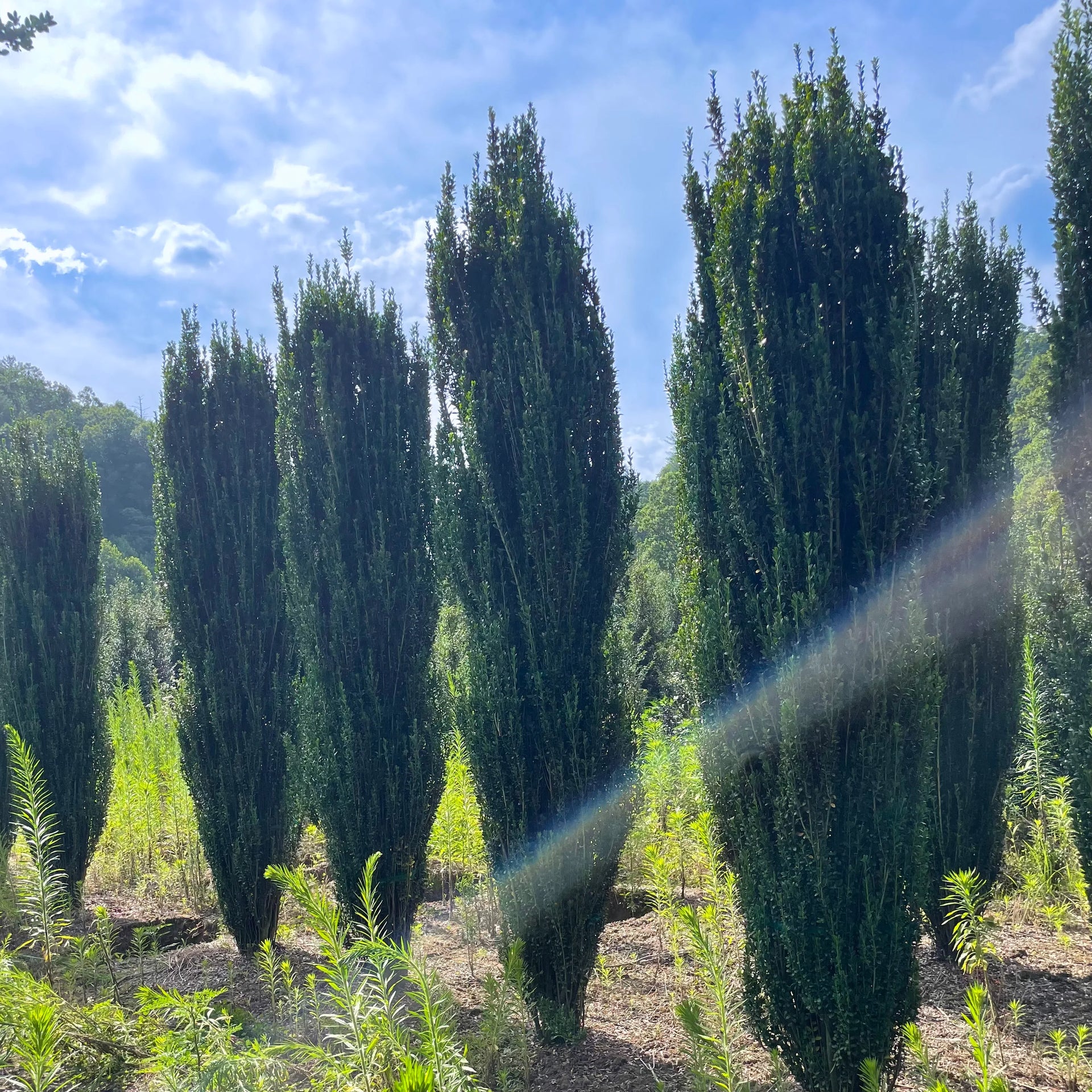 断捨離中　オリーブ38 Sky Pencil Holly Plant for Hedges – Simply Trees