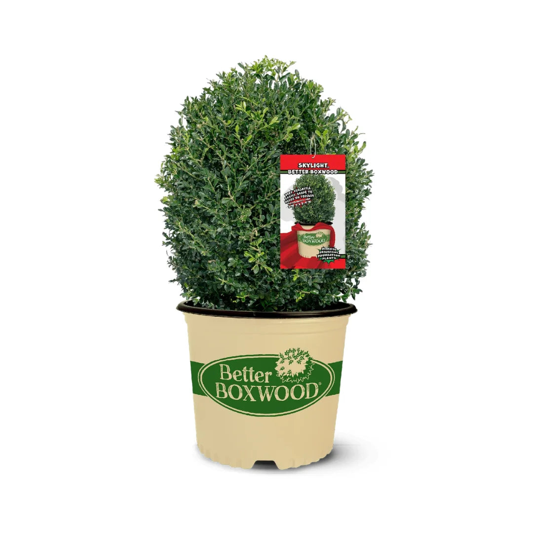 Skylight™ Better Boxwood | Fast-Growing Evergreen Hedge – Simply Trees