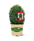 Skylight™ Better Boxwood