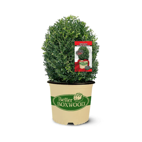 Skylight™ Better Boxwood