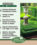 Skylight™ Better Boxwood