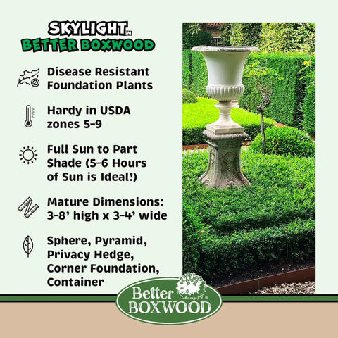 Skylight™ Better Boxwood