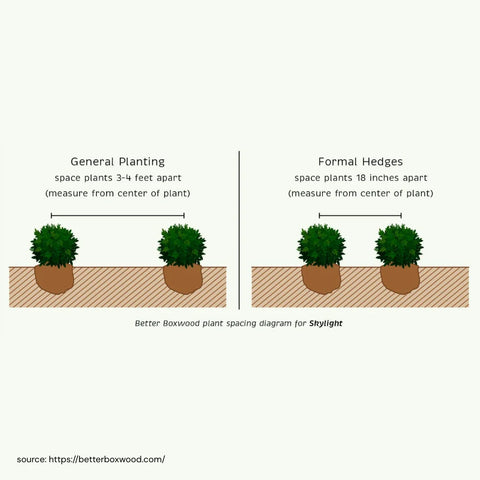 Skylight™ Better Boxwood