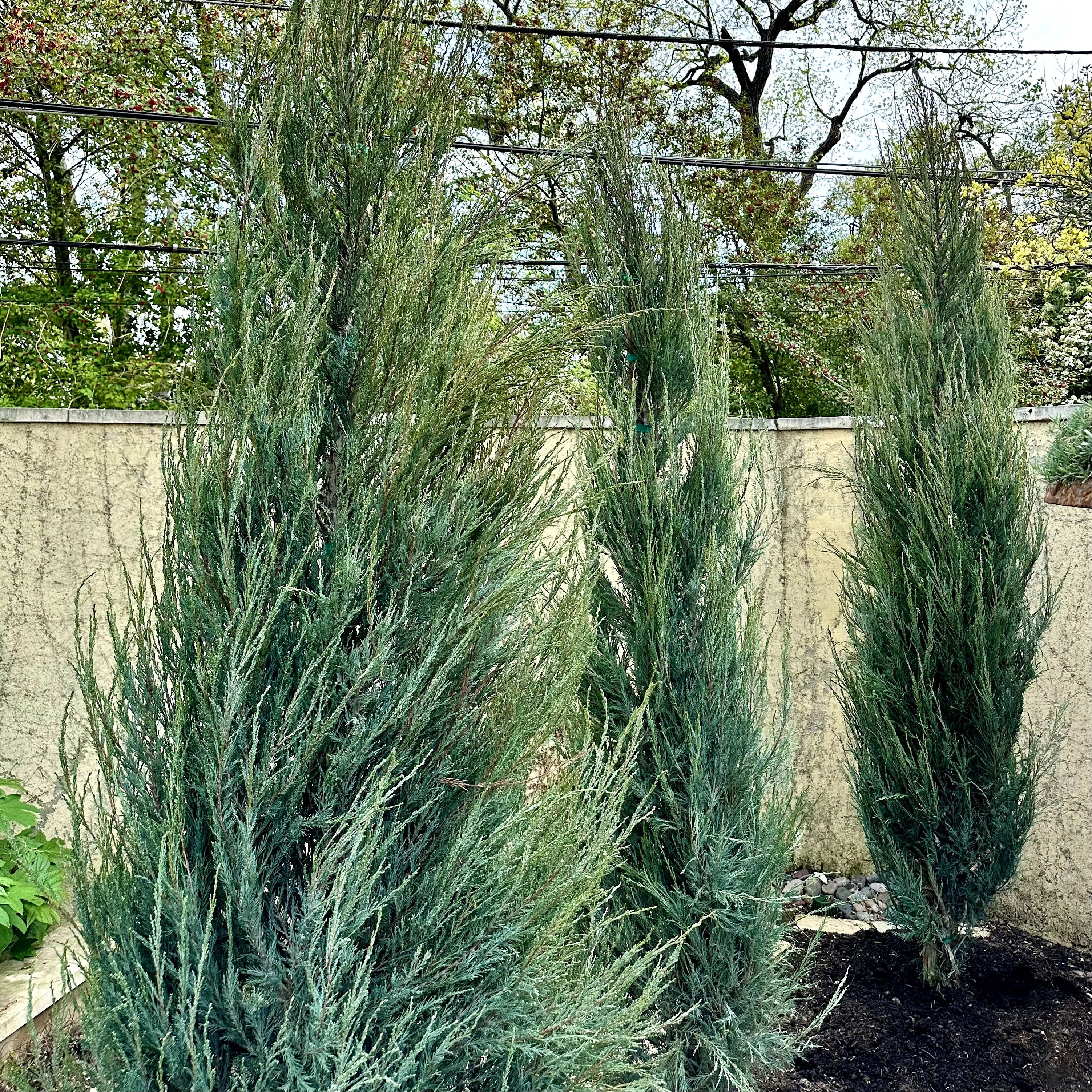 Skyrocket Juniper | Evergreen & Privacy Trees – Simply Trees