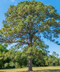 Slash Pine Tree