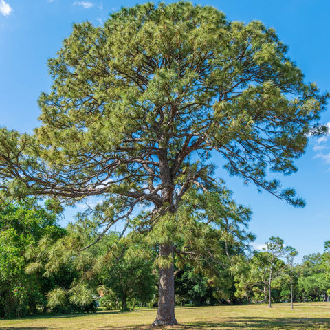 Slash Pine Tree