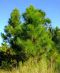 Slash Pine Tree