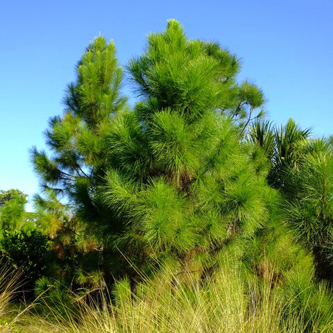 Slash Pine Tree