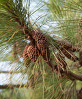 Slash Pine Tree