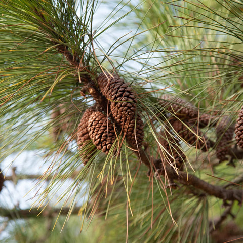 Slash Pine Tree