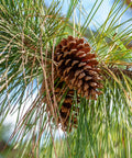 Slash Pine Tree