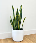 Snake Plant