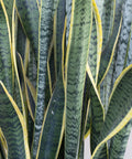 Snake Plant