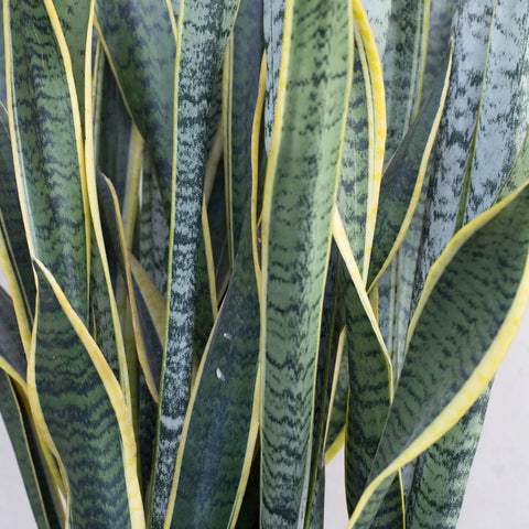 Snake Plant