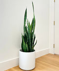 Snake Plant Zeylanica