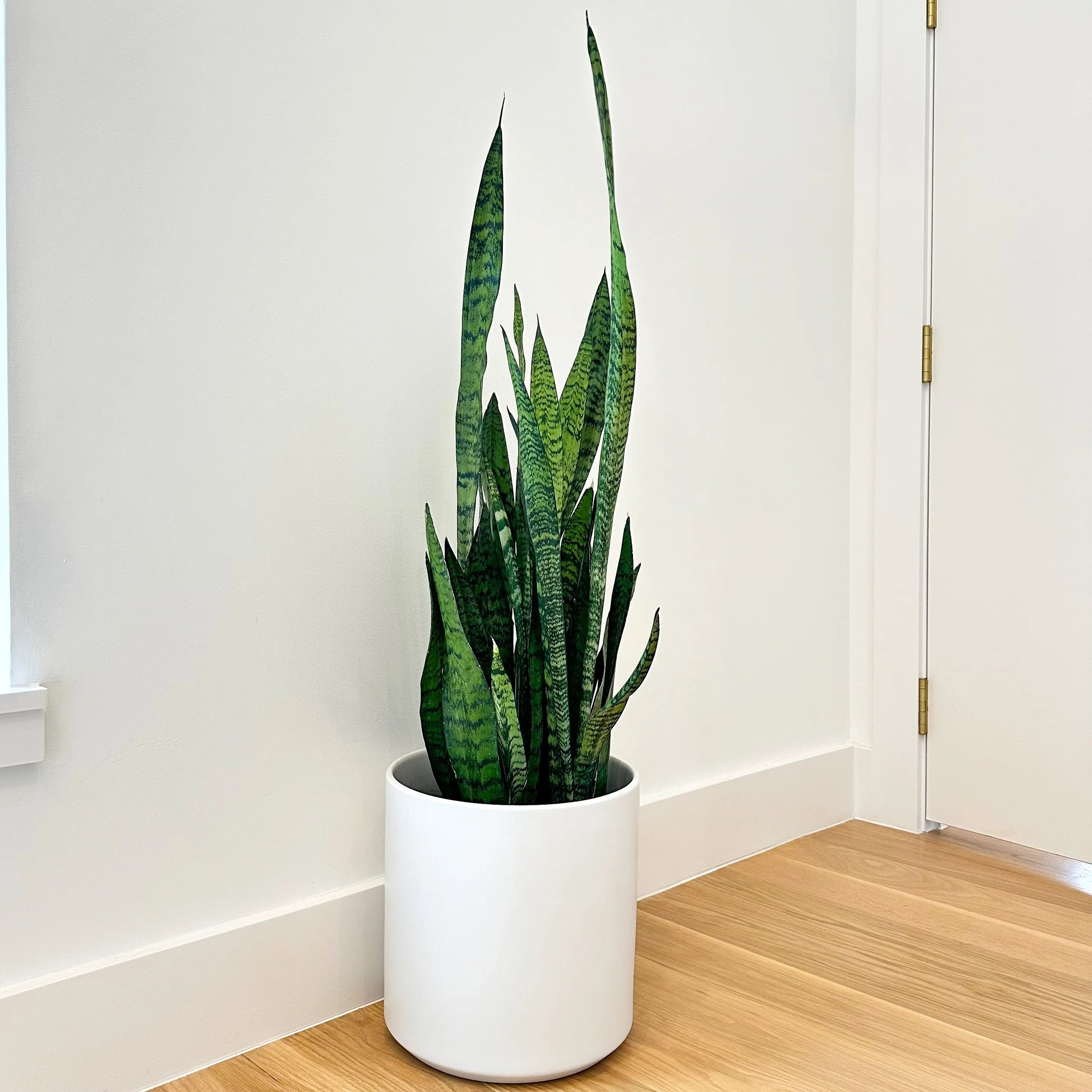 snake plant sansevieria zeylanica air-purifying houseplants by succulents box Snake Plant 'Zeylanica' | Medium