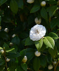 Snow White Camellia