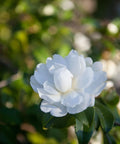 Snow White Camellia