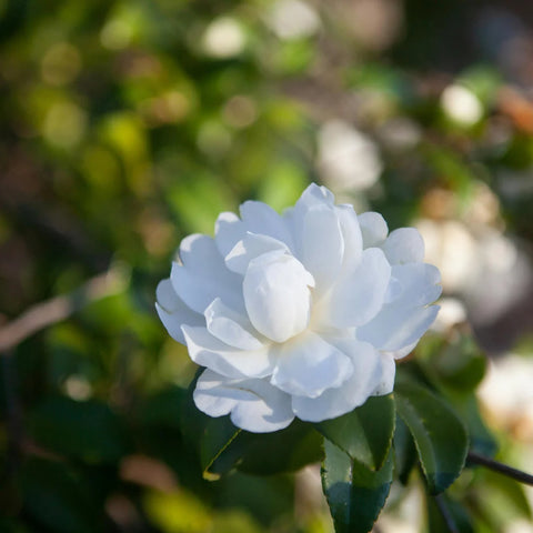 Snow White Camellia
