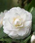 Snow White Camellia