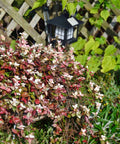 Snow-N-Summer Asiatic Jasmine