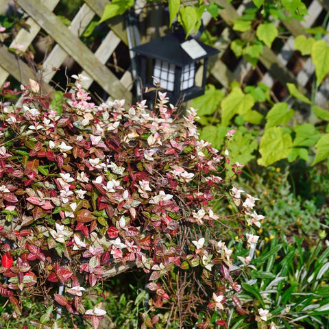 Snow-N-Summer Asiatic Jasmine