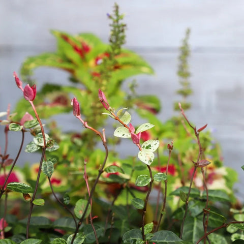 Snow-N-Summer Asiatic Jasmine