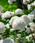 Snowball Viburnum Bush