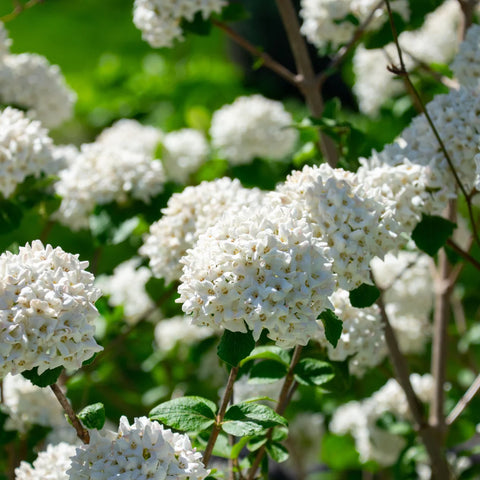 Snowball Viburnum Bush