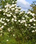 Snowball Viburnum Bush