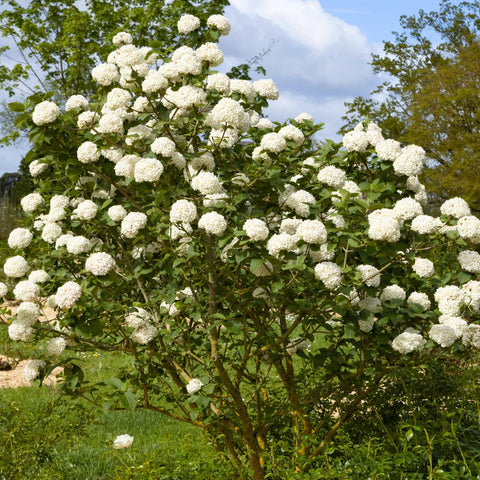 Snowball Viburnum Bush