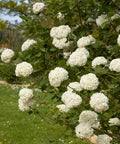Snowball Viburnum Bush