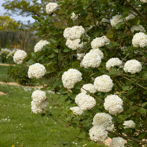 Snowball Viburnum Bush