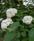 Snowball Viburnum Bush
