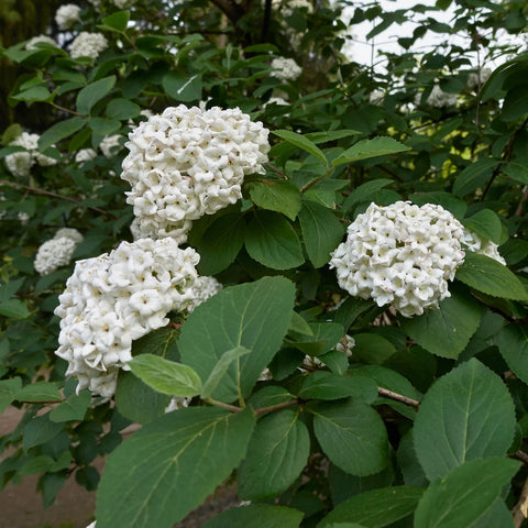 Snowball Viburnum Bush