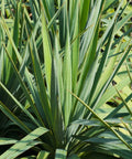 Soft Leaf Yucca