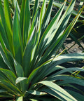 Soft Leaf Yucca
