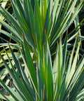 Soft Leaf Yucca