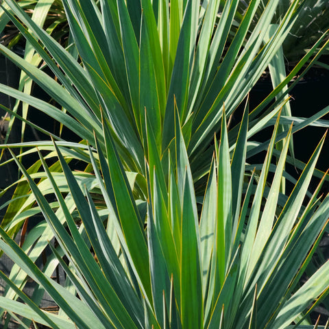 Soft Leaf Yucca